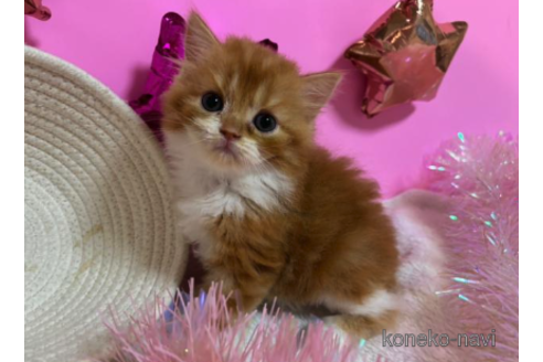 成約済の大阪府のスコティッシュフォールド-68357の3枚目